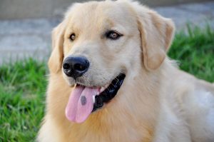 Cuidados com cães e gatos na época mais quente do ano