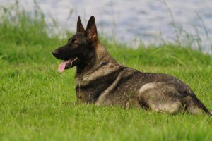 Mais de 73 mil cães e gatos foram vacinados contra raiva em João Pessoa