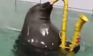 ‘Foca da Meia-Noite’ pode terminar por problemas com direitos autorais