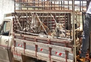 OAB pede cassação do registro de ex-secretário envolvido em matança de cães