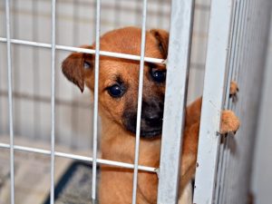 Campanha de vacinação antirrábica começa em Campina Grande