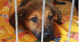 Evento conta com adoção de animais neste sábado (7), em João Pessoa