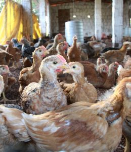 OMS confirma primeira morte por gripe aviária no mundo em mulher de 56 anos