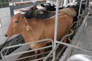 Prefeito de Lucena muda lei e retira possibilidade de abate de animais encontrados nas ruas