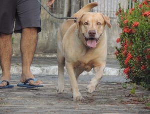 IBGE constata que apenas 35% dos domicílios paraibanos possuem cachorro