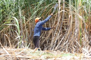 Produção de cana de açúcar na PB vai crescer 7,8% segundo Conab; Asplan discorda e prevê queda de 10%