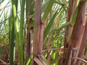 Avanço da cana-de-açúcar na Amazônia pode gerar a “cachaça suja”