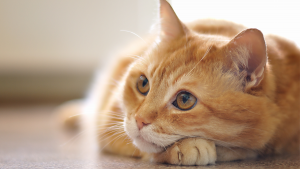 Zoonoses de João Pessoa retoma agendamento para esterilização de animais