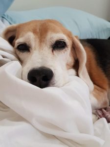 Feira de adoção de cães e gatos acontece neste sábado (2) em Campina Grande