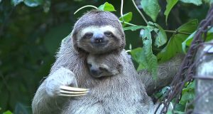 Bichos-preguiça convivem com perigos da área urbana em João Pessoa