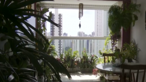 Saiba quais plantas podem funcionar como filtros energéticos