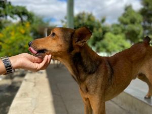 Centro de Zoonoses promove semana de adoção de cães e gatos, em Campina Grande