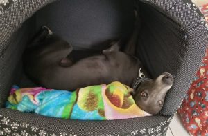 Quando posso começar a treinar meu cão?