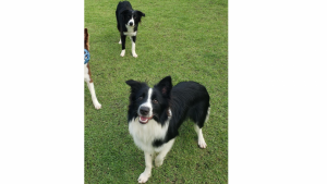 Ter um segundo cão: felicidade ou dor de cabeça em dobro? 