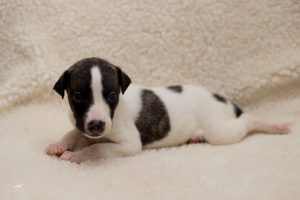 5 erros comuns que cometemos quando temos um cãozinho