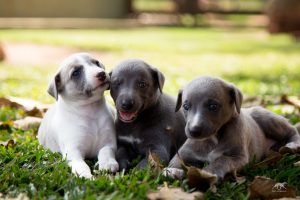 Especialista explica como funciona a guarda de animais