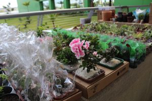 Feira de Flores de Holambra acontece até o fim de setembro, em João Pessoa