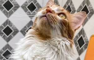 Dia Mundial do Gato: vídeo revela mitos que você acreditou sobre os bichanos