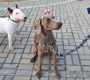 Motivos para não dar “trancos” em seu cão