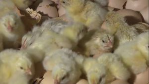 Guerra entre Rússia e Ucrânia: exportações brasileiras sobem, mas consumidor final fica no prejuízo