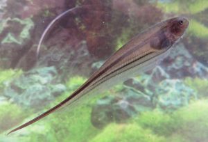 Cientista da UFPB participa da descoberta de três novas espécies de peixe