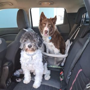 Cães: como lidar com o medo de andar de carro?