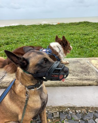 Vamos normalizar o uso da focinheira?