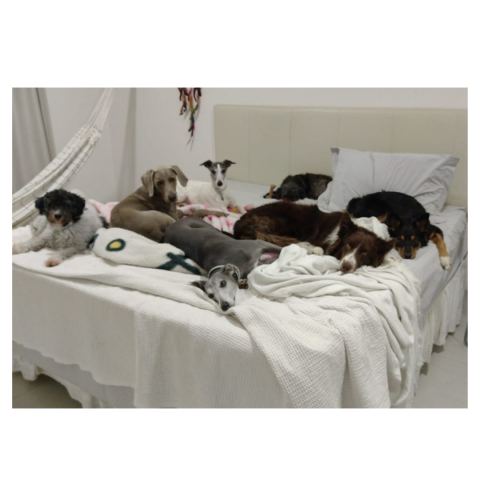 Cães que dormem na cama desenvolvem ansiedade de separação: verdade ou mito?