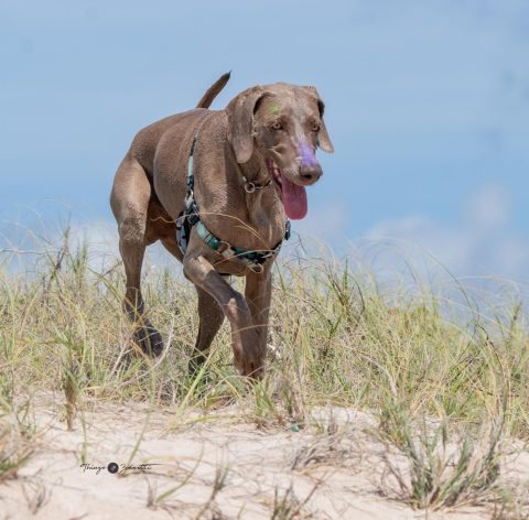 ♫♪”Vem chegando o verão…”♫♪