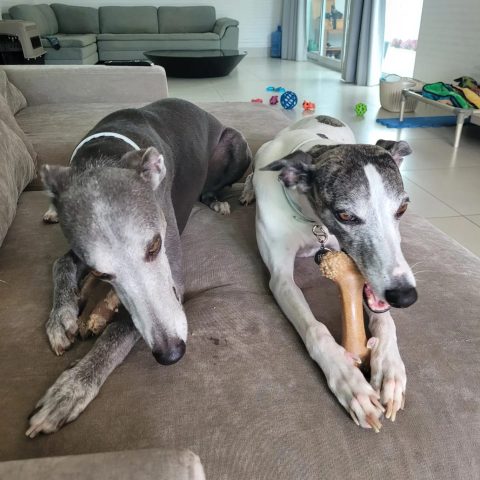 Por que meu cachorro rói tudo que vê?