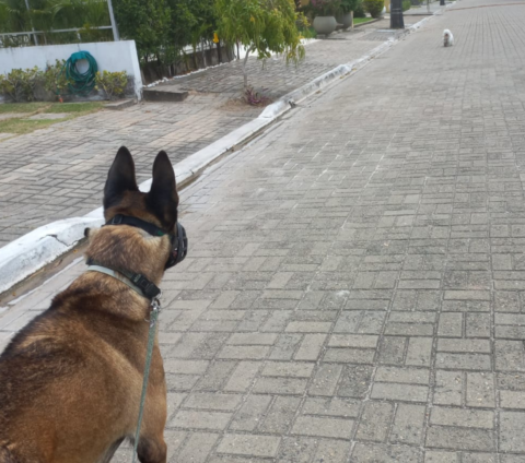 Cães soltos: o que é preciso para conscientizar tutores de cães?