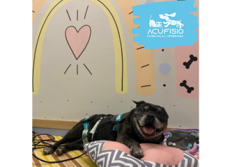 Fisioterapia veterinária: um cuidado para saúde dos pets velhinhos