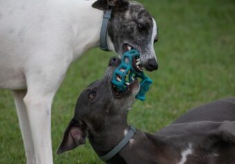 “Devo ou não ter um segundo cão?”