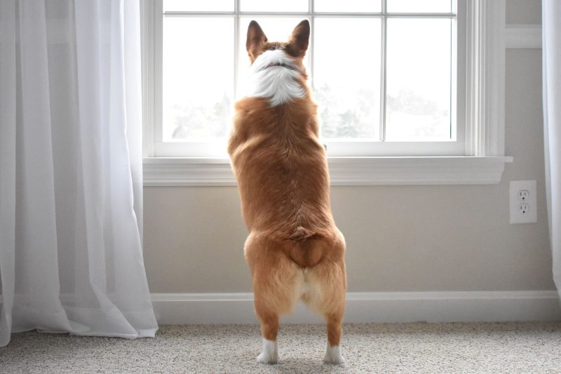 Seu cachorro costuma passear?