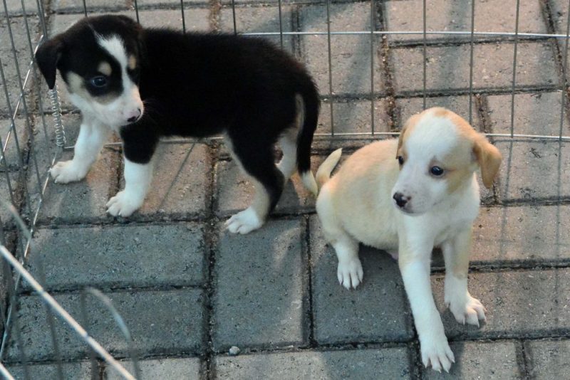 Veja como doar para campanha que ajuda animais no Natal