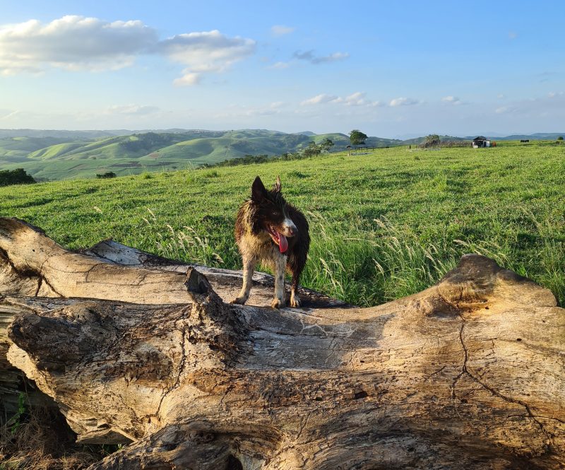 Cão urbano ou matuto?