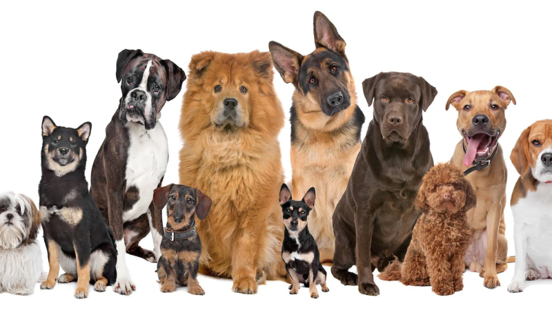 Por que a adoção de cães de raça é tão disputada?